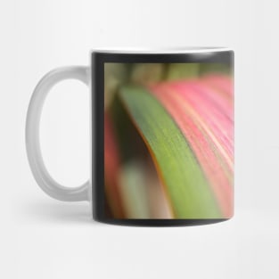 Phormium Rainbow Maiden Mug